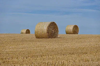 Hay Suppliers