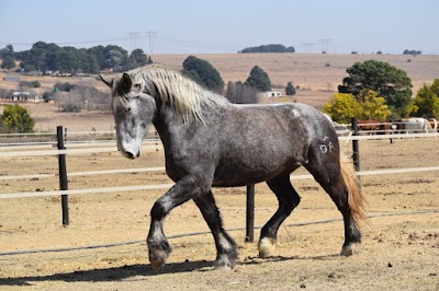 TROIKA Stud