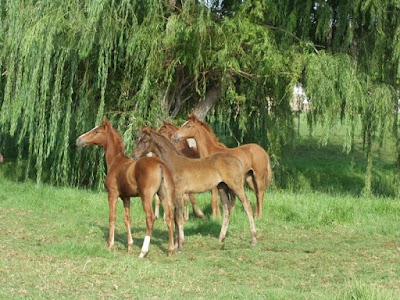 Harold Poil Stables