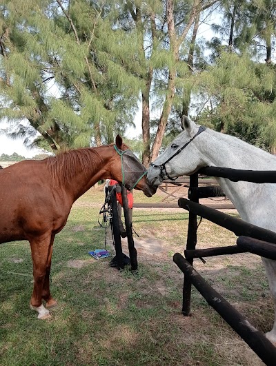 BSC EQUINE