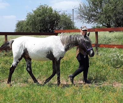 Pavati Appaloosa Stud