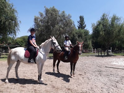Silver Tree Stables