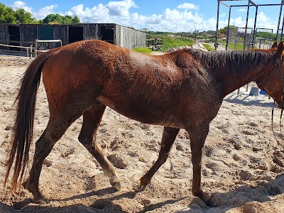 The Dunes Beach Horse Rides