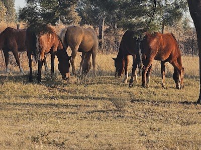 Al Faaris Stables