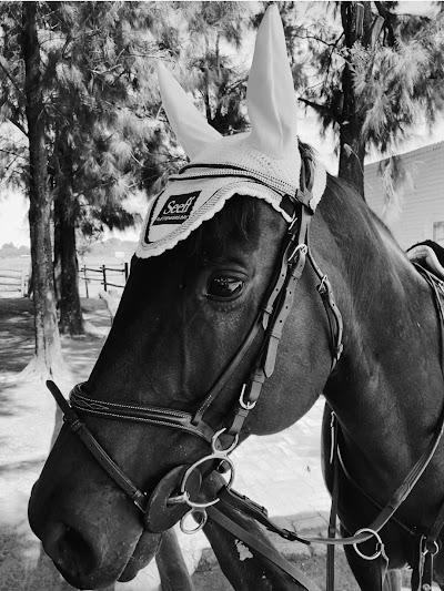 CJ Equestrian