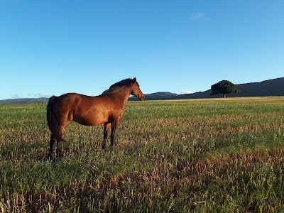 Milkwood Horse Trails