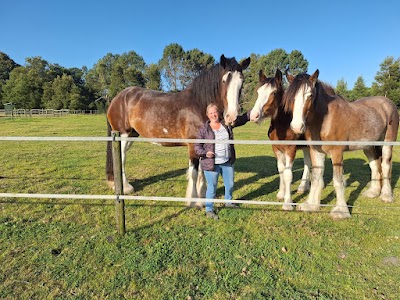 Cardale Clydesdale Stud