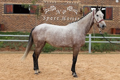 NP SPORTHORSES