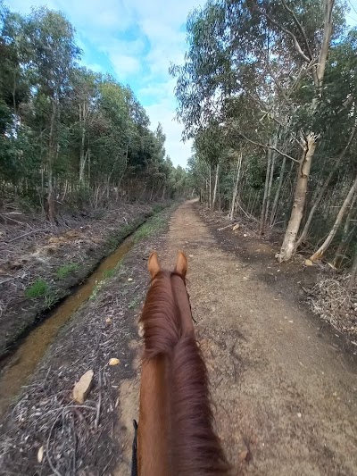 HooF-iT Horse Fitness