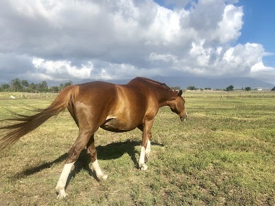 Vaderlandsche Rietvlei Stables