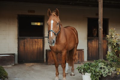 Brockenhurst Equestrian
