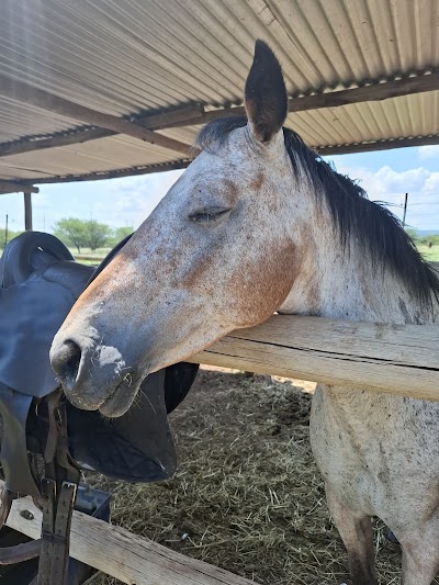 Berbon Stables_Gallop & Grace Equestrian Center and Stud Farm
