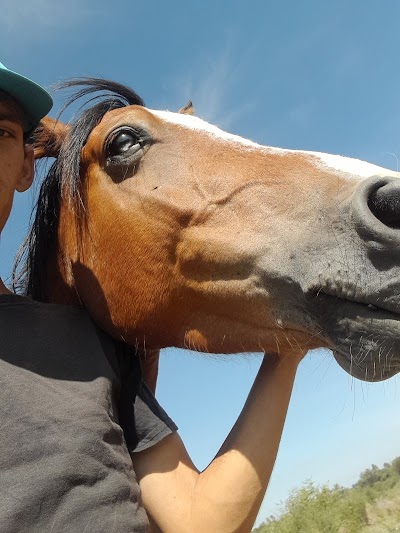 Horse Matrix