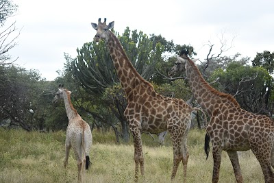 Harties Horse and Trail Safaris