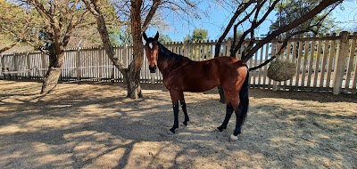 Stal Blommehof - Private Equestrian Estate