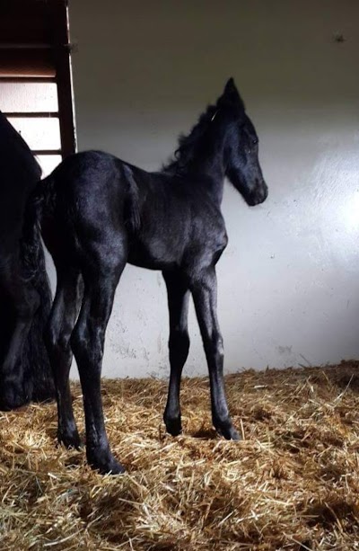 BENMAR BLACK FRIESIAN STUD