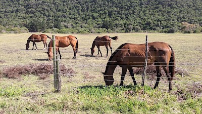 K-Rides Equine Education Energy Rescue Centre