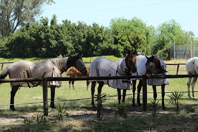 Harry's Stables