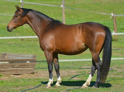 Ibalansi Horse Center