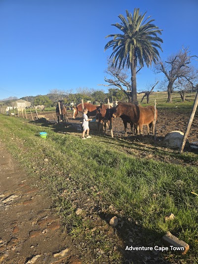 Adventure Cape Town Horse Experience