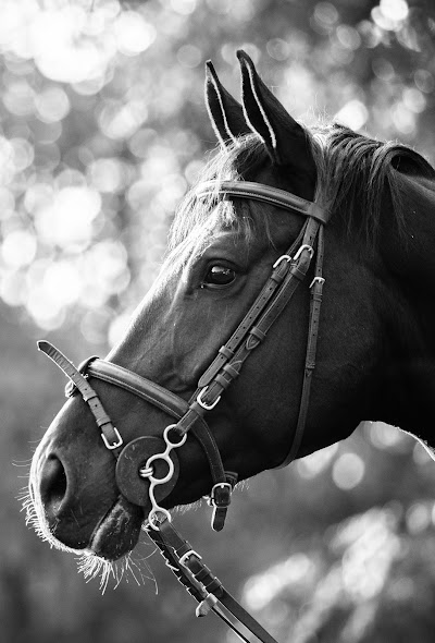 Cavaliere Equine Centre