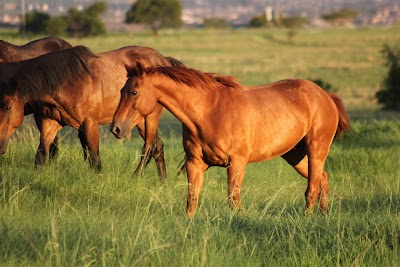 Newcastle Equestrian Club