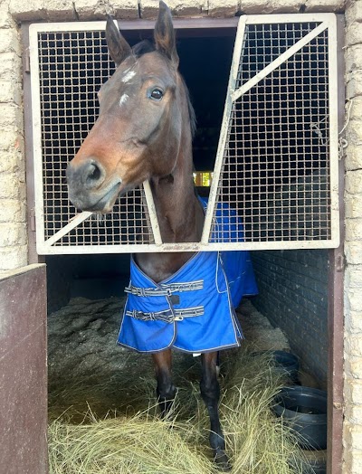 Vida Cavalo