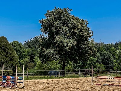 Carney equestrian