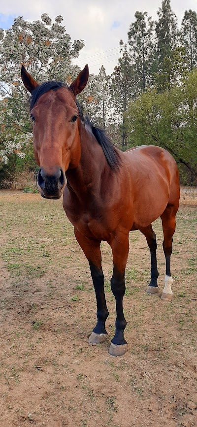 Golden Stallion Stables