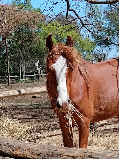 Driftwood Stables & Equine Hydrotherapy Spa