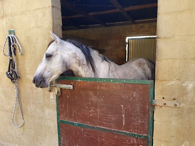 Westland Stables