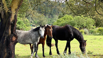 Boschrivier Farm & Stables