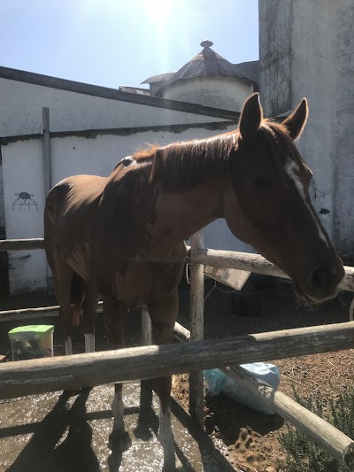 Vlottenburg Stables
