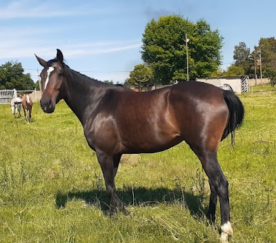 Gutsie stables