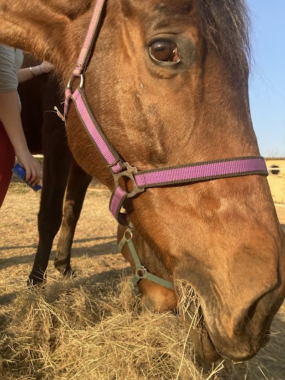 The Tall Horse Equestrian Centre