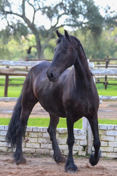Doorndraai Friesian Stud