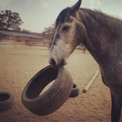 MATSEA 7 Equestrian Facility